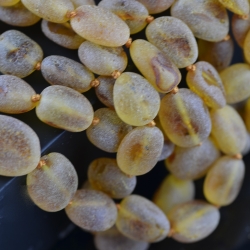 Raw Baltic amber necklace Adults